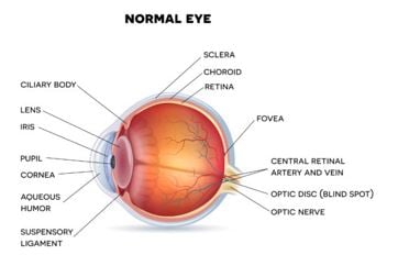 Normal Eye