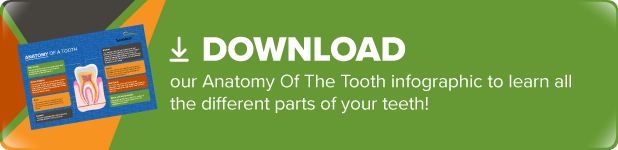 Solstice-Anatomy-of-the-Tooth-CTA