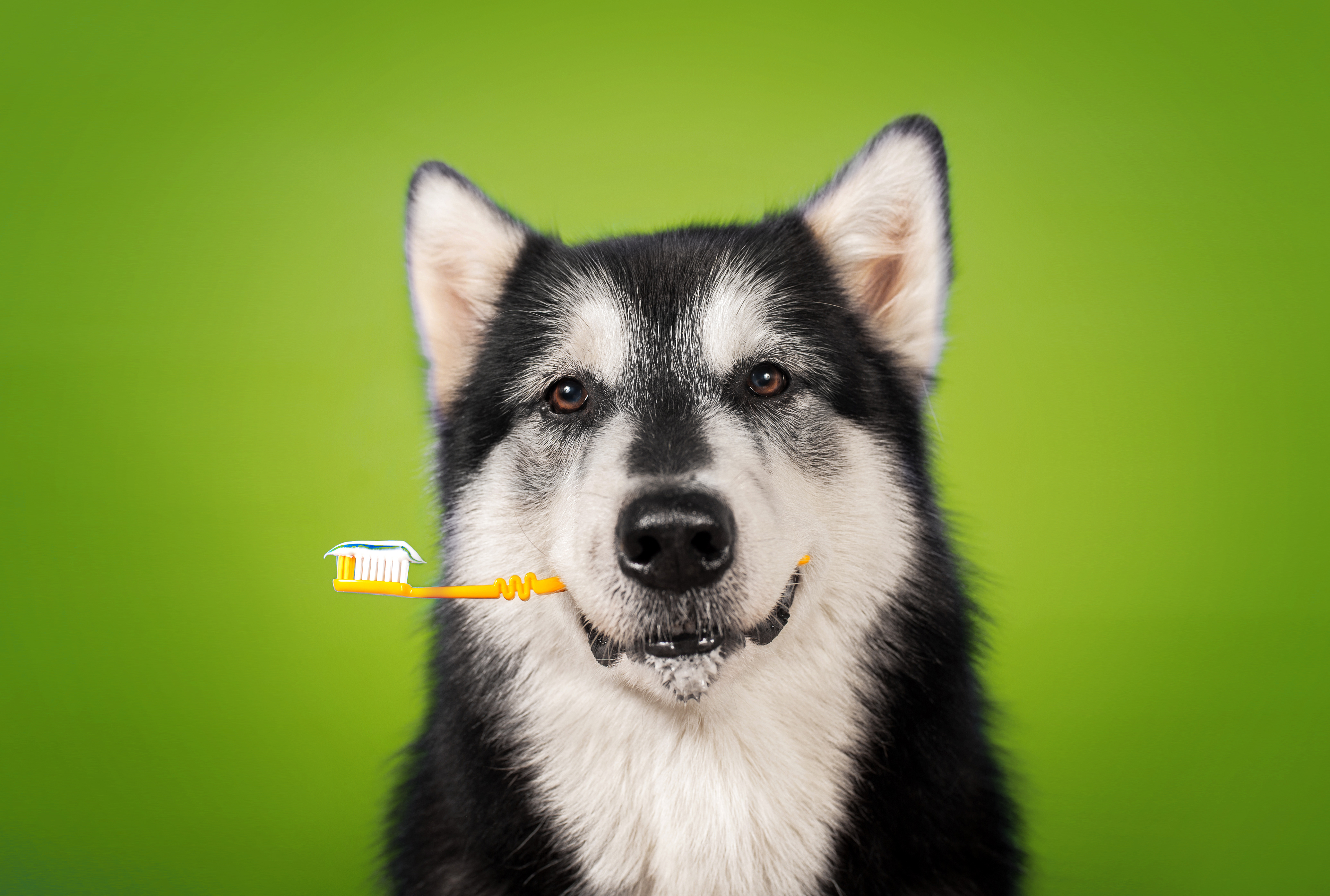 Pet oral care, Keep your dog's teeth strong, pet care,